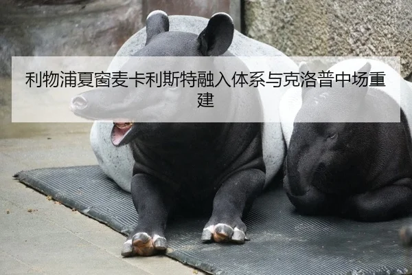 利物浦夏窗麦卡利斯特融入体系与克洛普中场重建